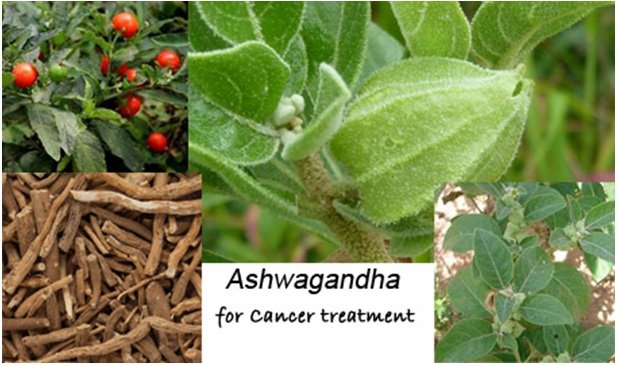 Ashwagandha in Cancer Treatment