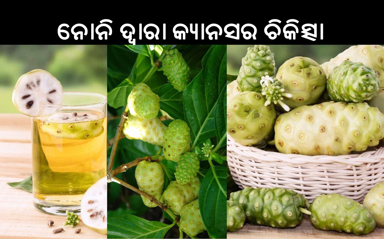 NONI ଦ୍ୱାରା କ୍ୟାନସର ଚିକିତ୍ସା – Noni in Cancer