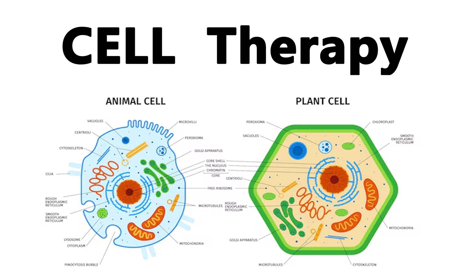 Cellular Therapy by Cure-Cell